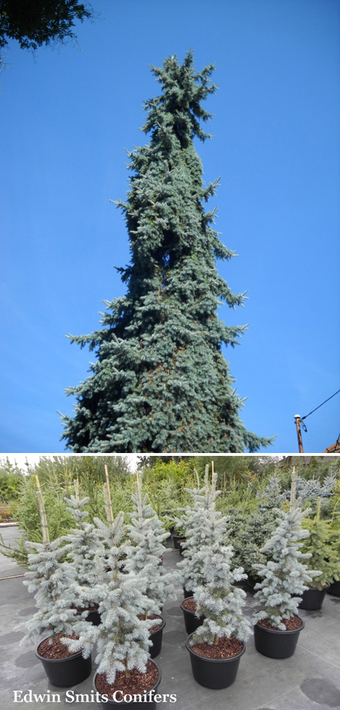 Picea pungens 'MPH Mamut Torony'